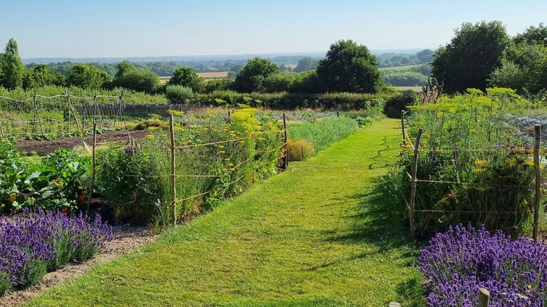 The Vegetable Garden on a Summer's day